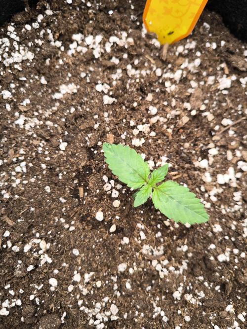 Biscotti Mintz - Barney's Farm. Week 1 - Day 6