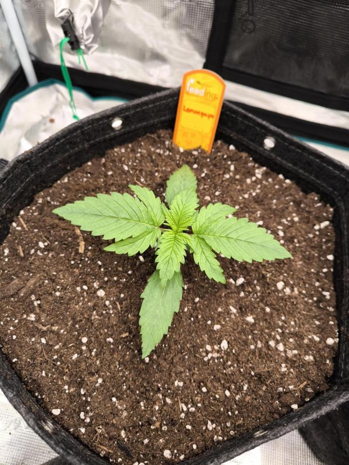 Lemonpaya - FastBuds. Week 2 - Day 13