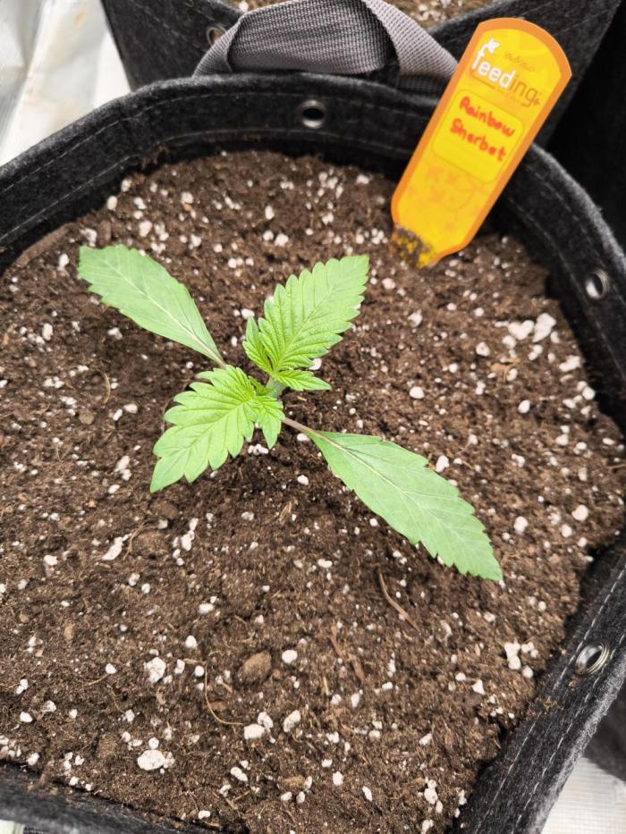 Rainbow Sherbet - Barney's Farm. Week 2 - Day 13