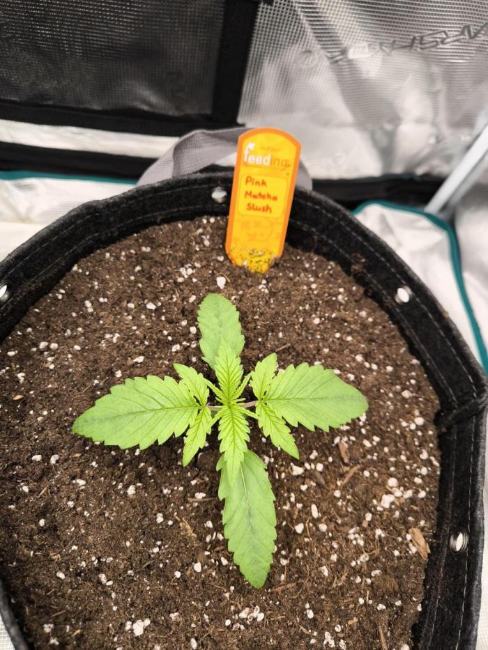 Pink Matcha Slush - Anesia Seeds. Week 2 - Day 13