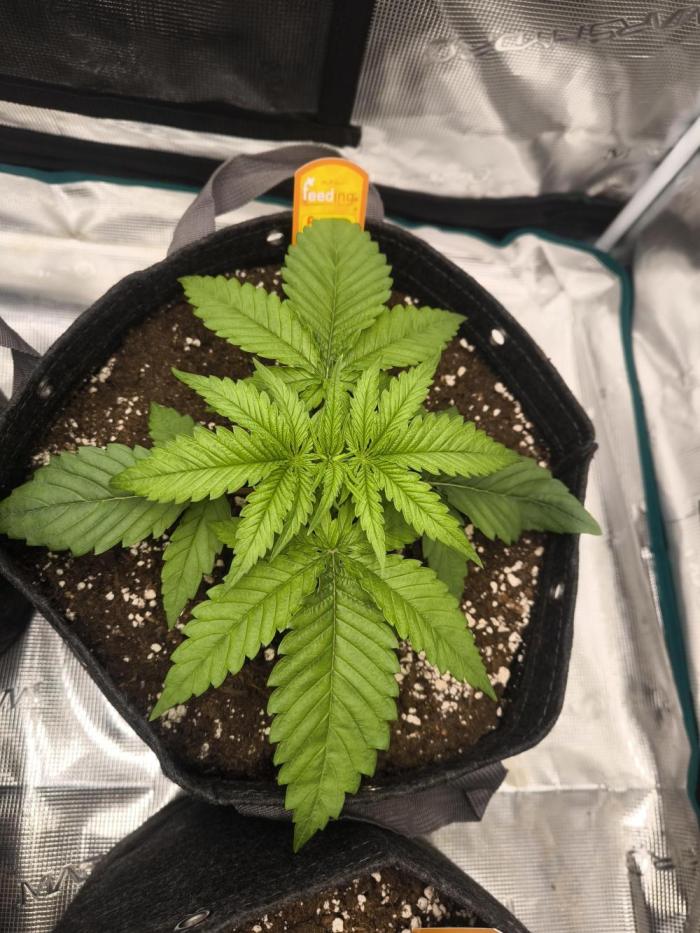 Pink Matcha Slush - Anesia Seeds. Week 3 - Day 19