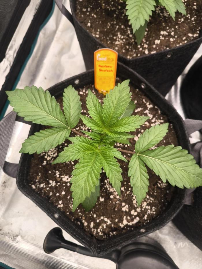 Rainbow Sherbet - Barney's Farm. Week 3 - Day 19