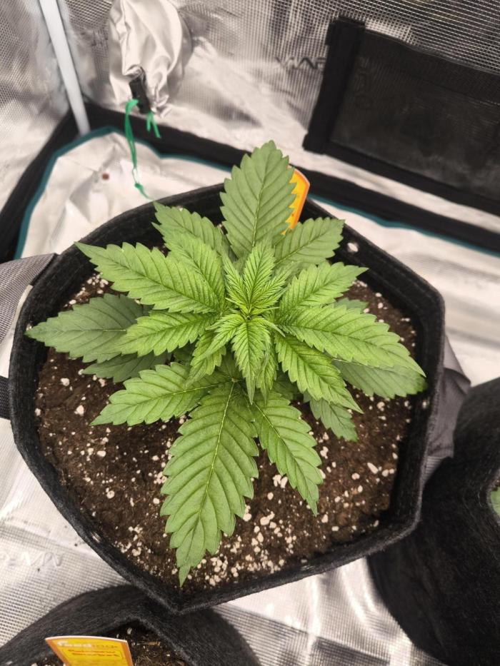 Lemonpaya - FastBuds. Week 3 - Day 19