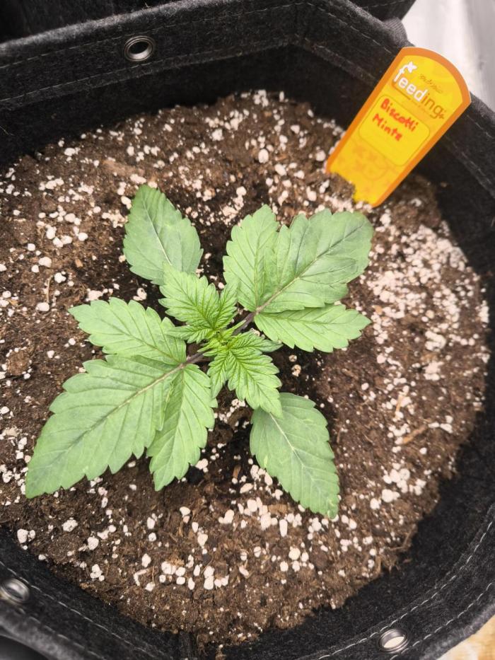 Biscotti Mintz - Barney's Farm. Week 2 - Day 12