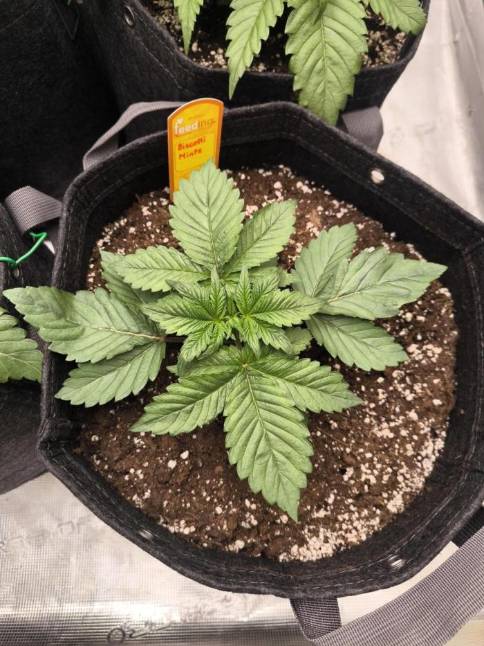 Biscotti Mintz - Barney's Farm. Week 3 - Day 16
