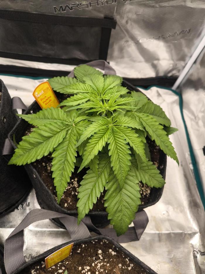 Pink Matcha Slush - Anesia Seeds. Week 4 - Day 23