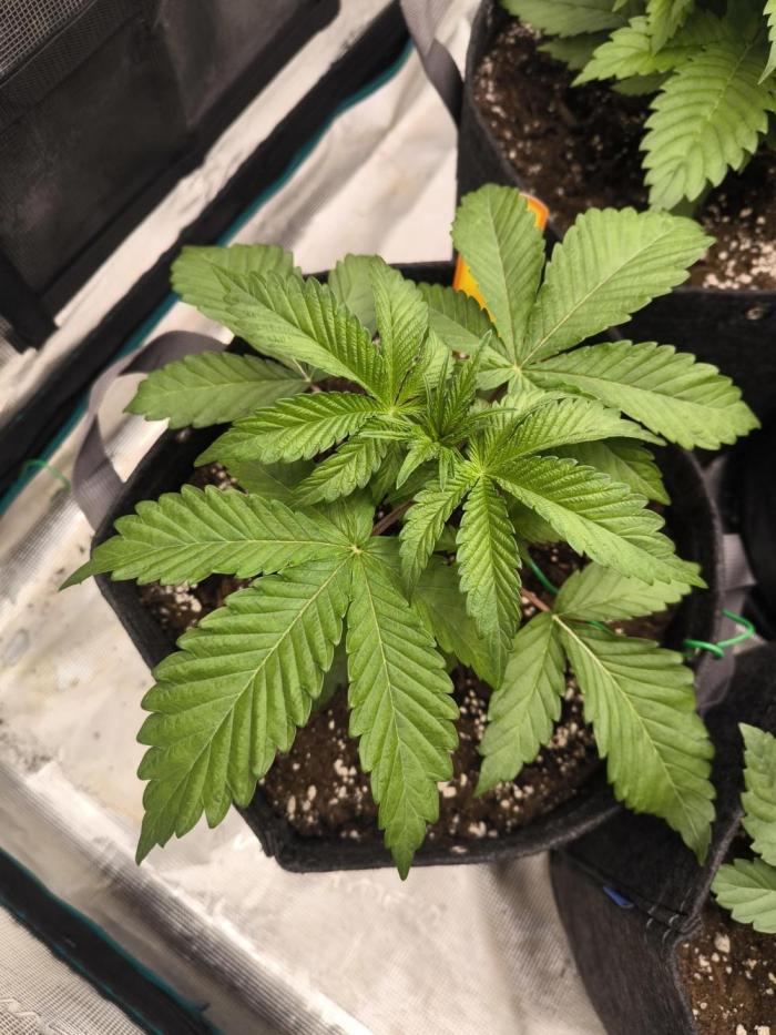 Rainbow Sherbet - Barney's Farm. Week 4 - Day 23