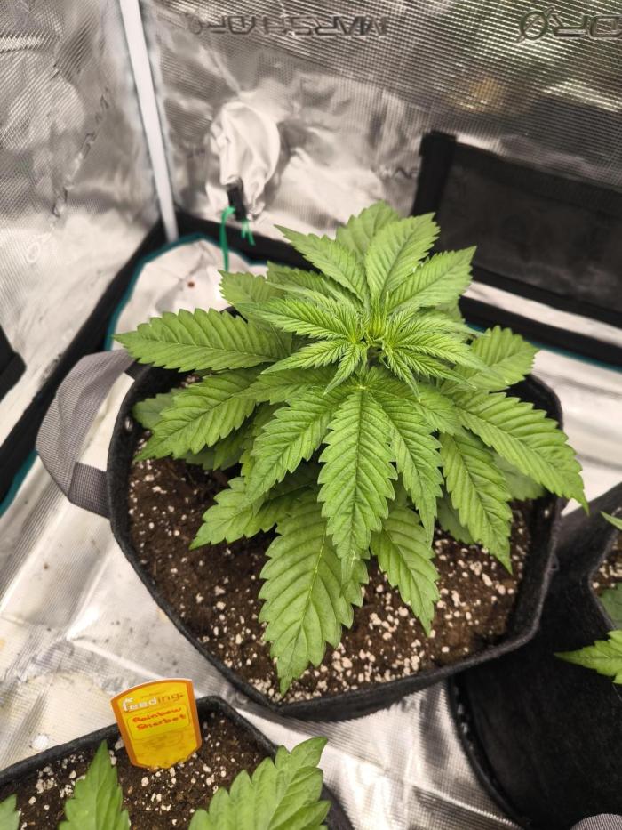 Lemonpaya - FastBuds. Week 4 - Day 23
