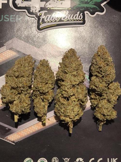 Super Boof - Barney's Farm. Week 17