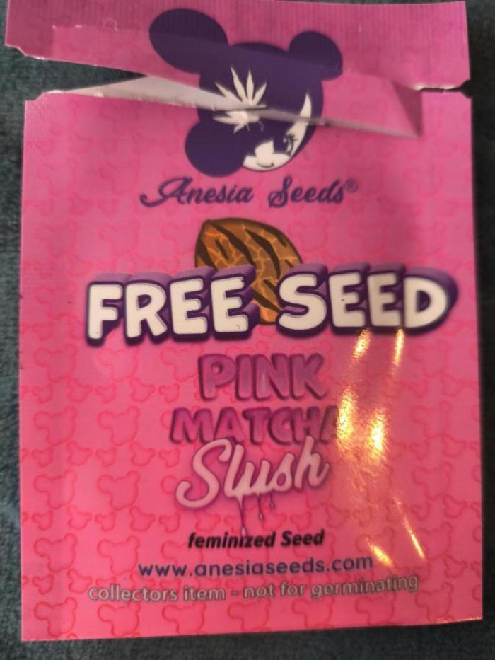 Pink Matcha Slush - Anesia Seeds. Week 0