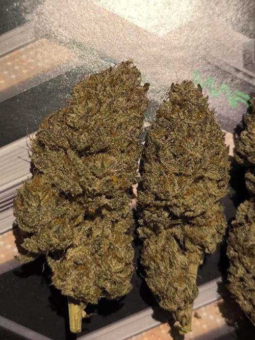 Super Boof - Barney's Farm. Week 17