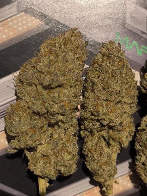 Super Boof - Barney's Farm. Week 17