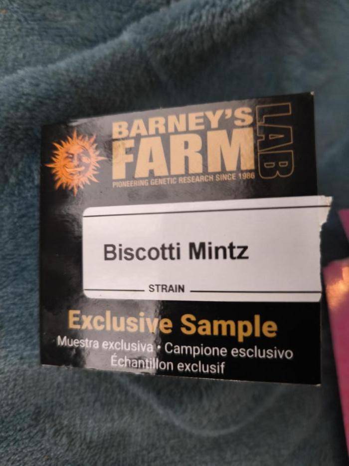 Biscotti Mintz - Barney's Farm. Week 0