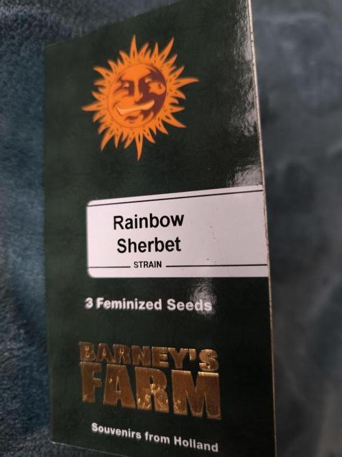 Rainbow Sherbet - Barney's Farm. Week 1