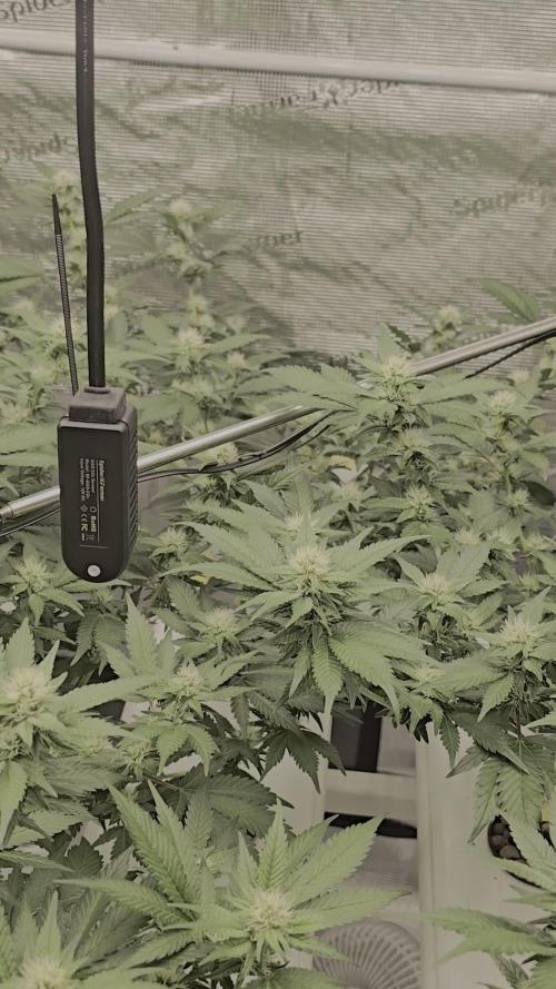 Bb muffin T.A growstream Athena