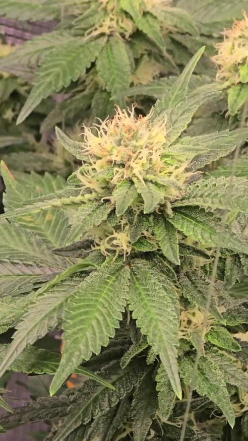 Bb muffin T.A growstream Athena