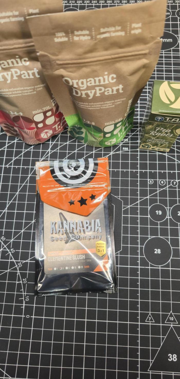 Clementine slush. Week 0