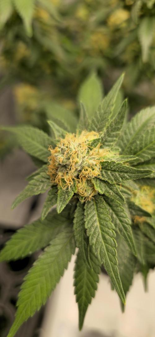 Bb muffin T.A growstream Athena. Week 9