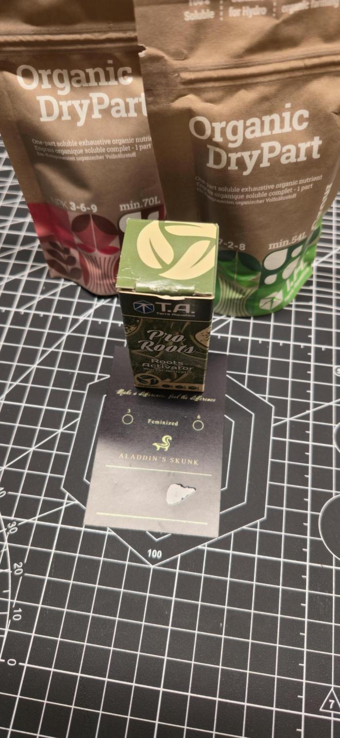 Aladdins skunk. Week 0