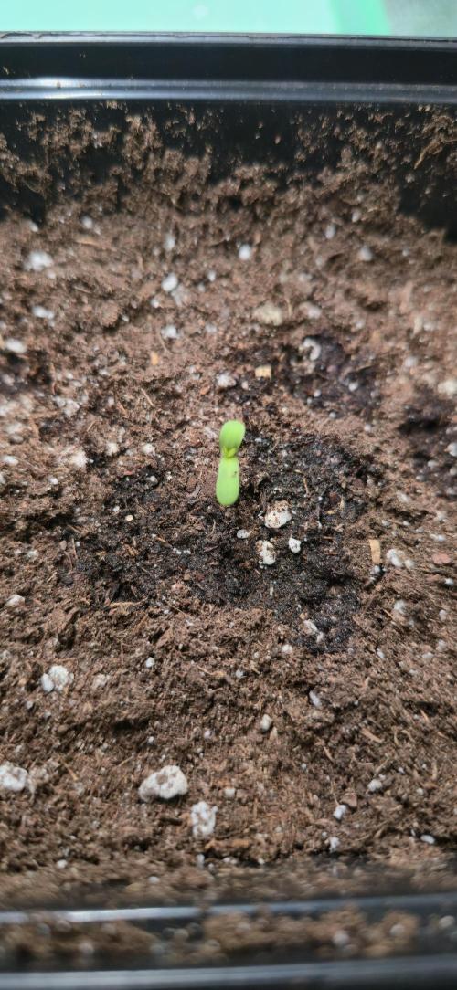 Glumanda Glue test grow. Week 0