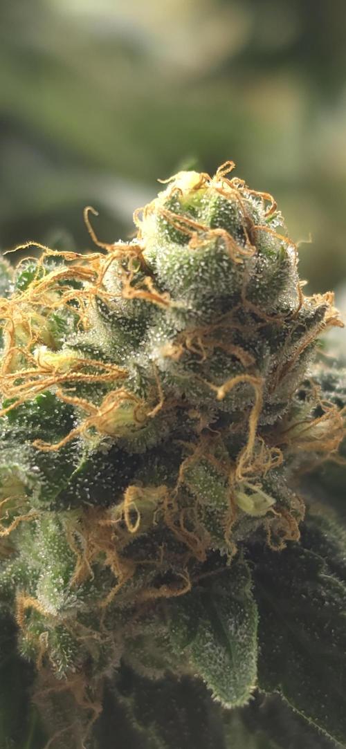 Bb muffin T.A growstream Athena. Week 10