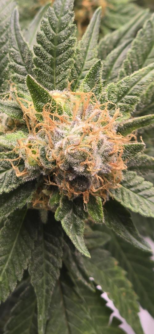 Bb muffin T.A growstream Athena. Week 10