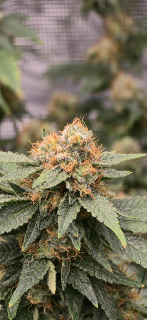 Bb muffin T.A growstream Athena. Week 10