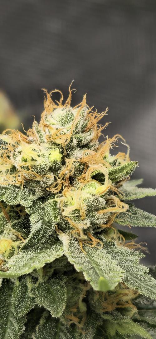 Bb muffin T.A growstream Athena. Week 10