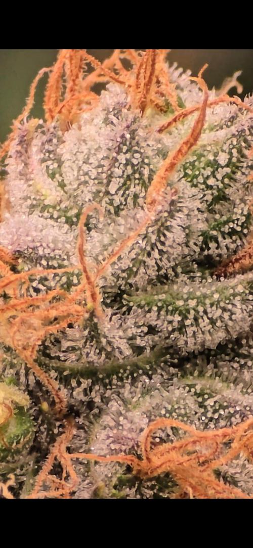 Bb muffin T.A growstream Athena. Week 10