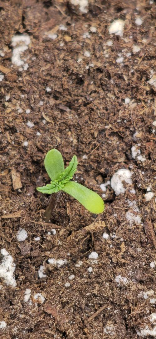 Clementine slush. Week 0