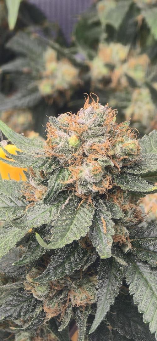 Bb muffin T.A growstream Athena. Week 11