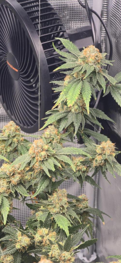 Bb muffin T.A growstream Athena. Week 11