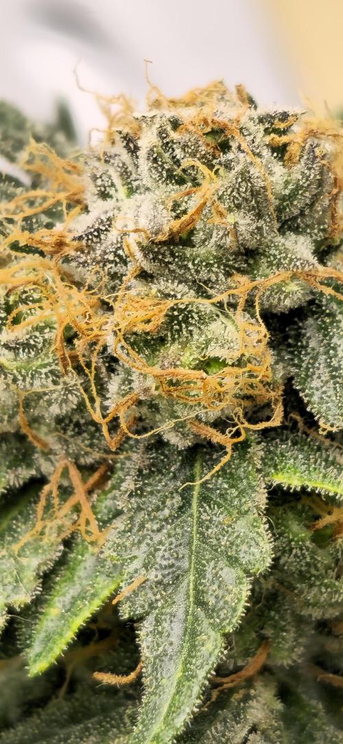 Bb muffin T.A growstream Athena. Week 11