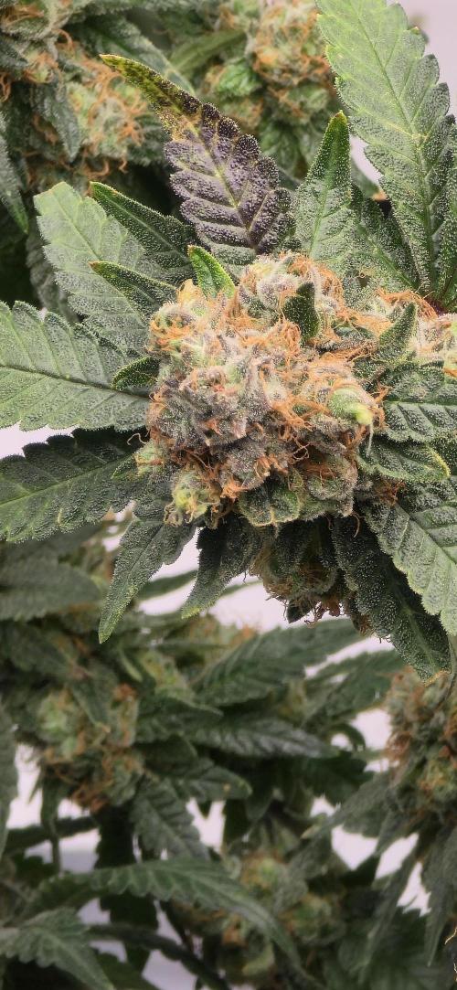 Bb muffin T.A growstream Athena. Week 11