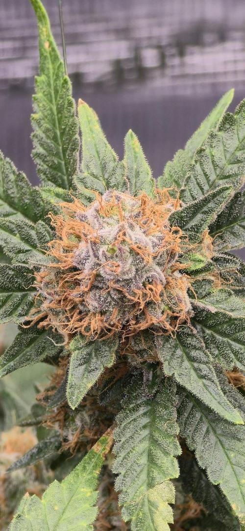 Bb muffin T.A growstream Athena. Week 11