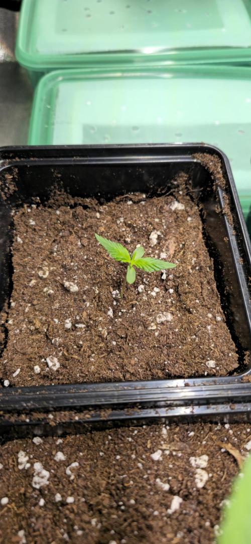 Clementine slush. Week 1