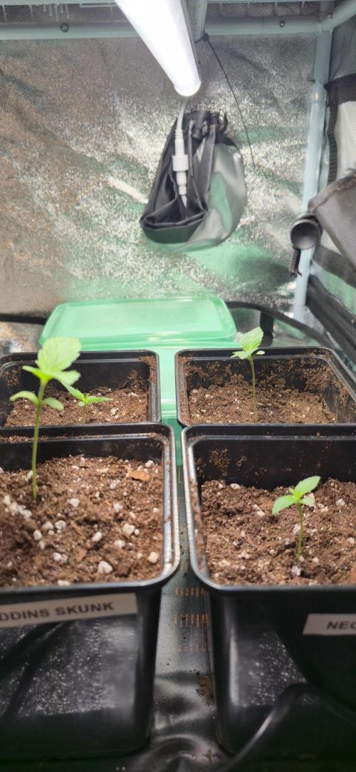 Glumanda Glue test grow. Week 1