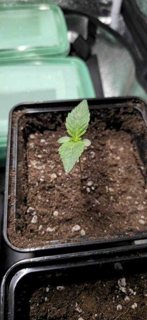 Glumanda Glue test grow. Week 1