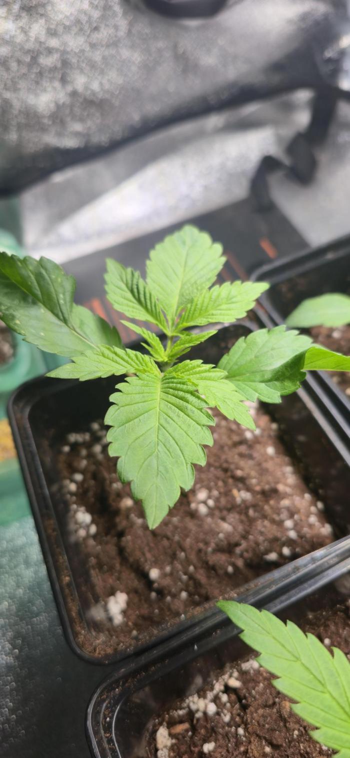 Glumanda Glue test grow. Week 2