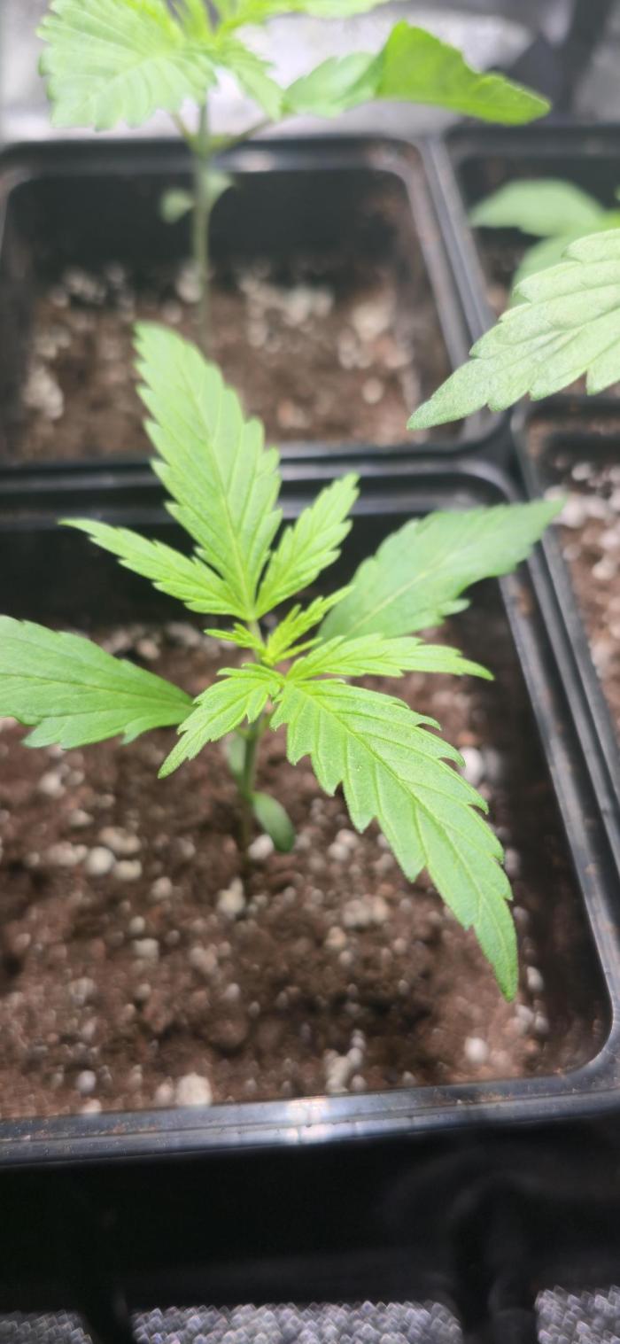 Clementine slush. Week 2