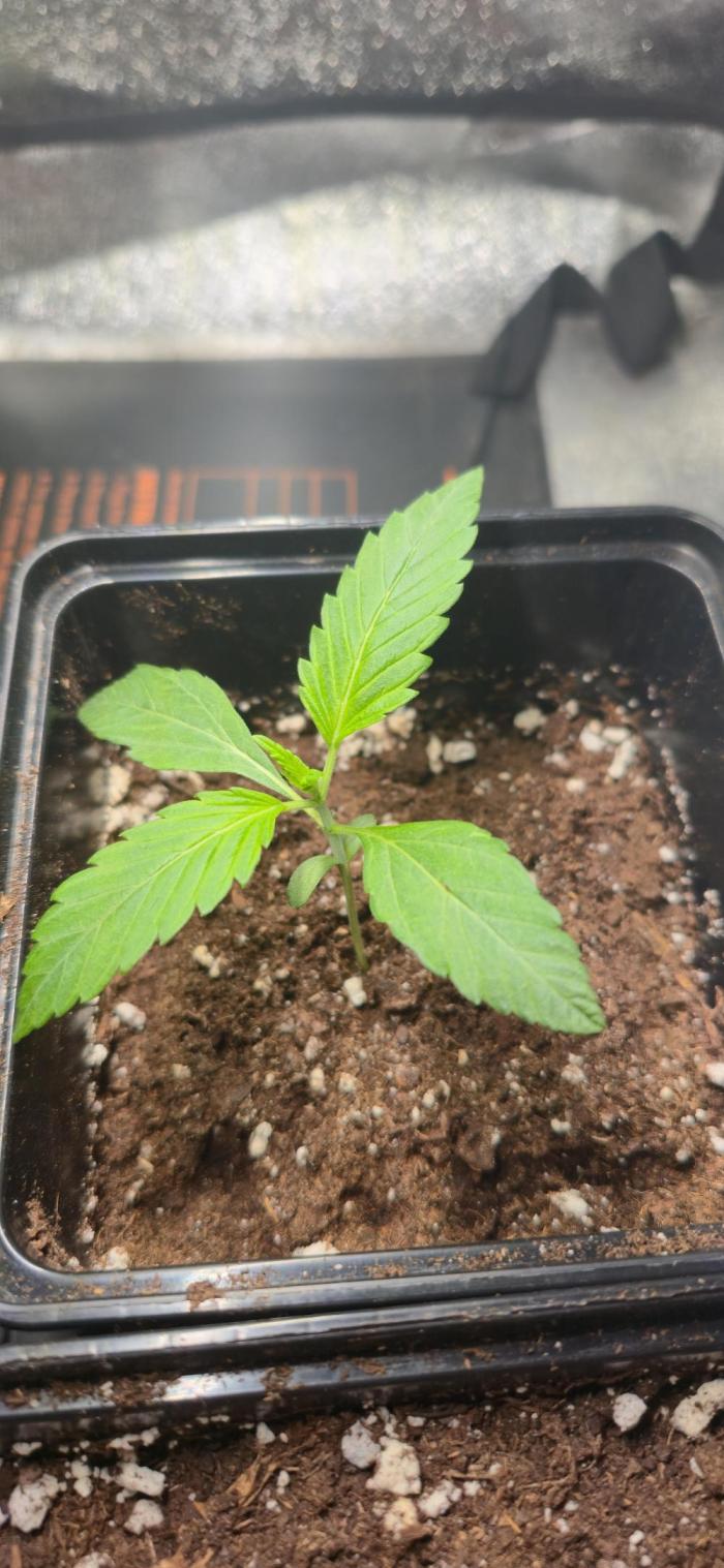 Cookies mit Beigeschmack. Week 2