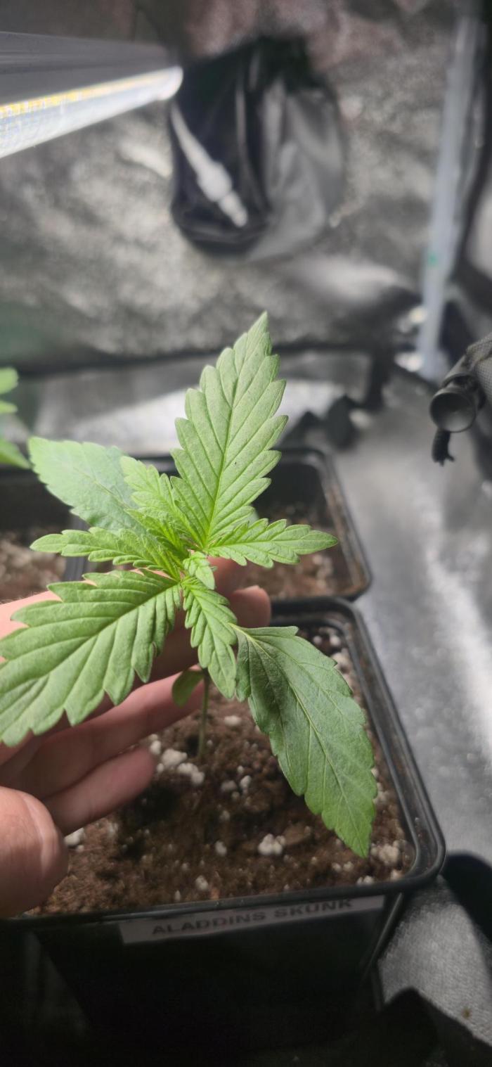 Aladdins skunk. Week 2