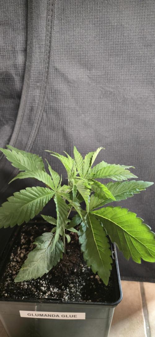 Glumanda Glue test grow. Week 3