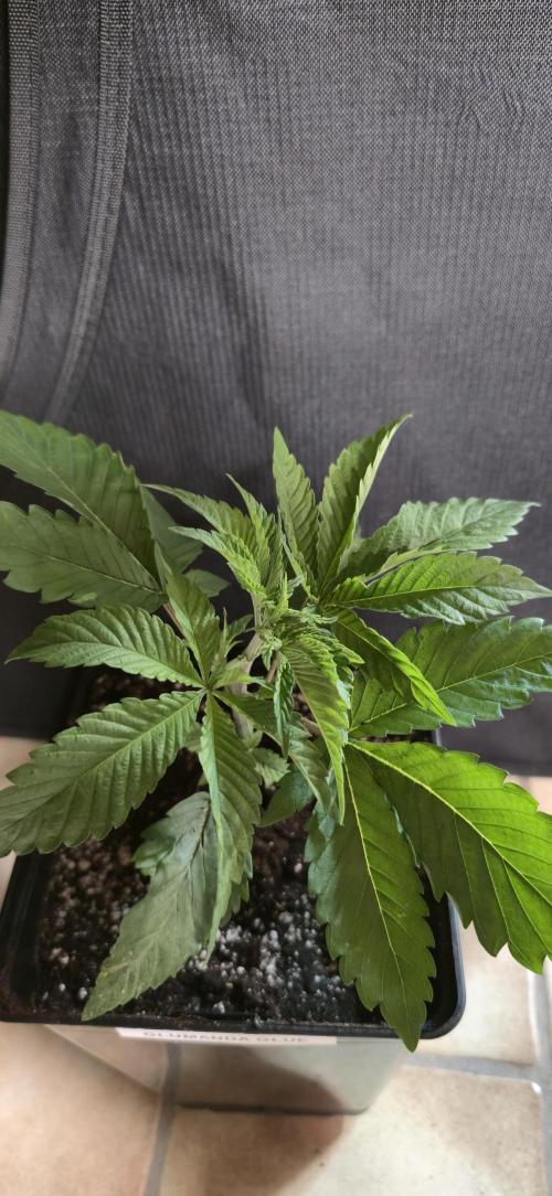 Glumanda Glue test grow. Week 3