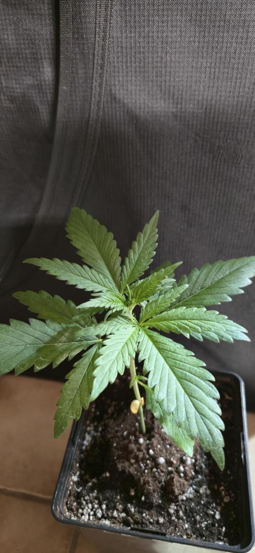 Aladdins skunk. Week 3