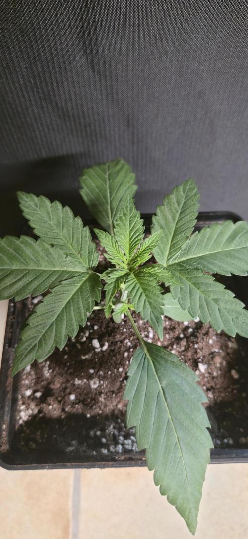 Cookies mit Beigeschmack. Week 3