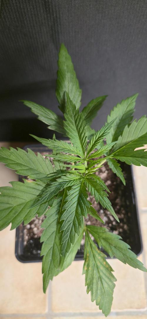 Clementine slush. Week 3