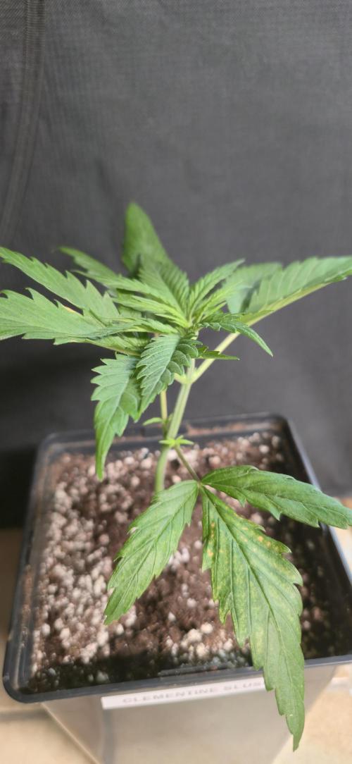 Clementine slush. Week 3