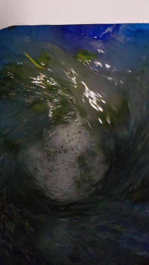 Bb muffin T.A growstream Athena