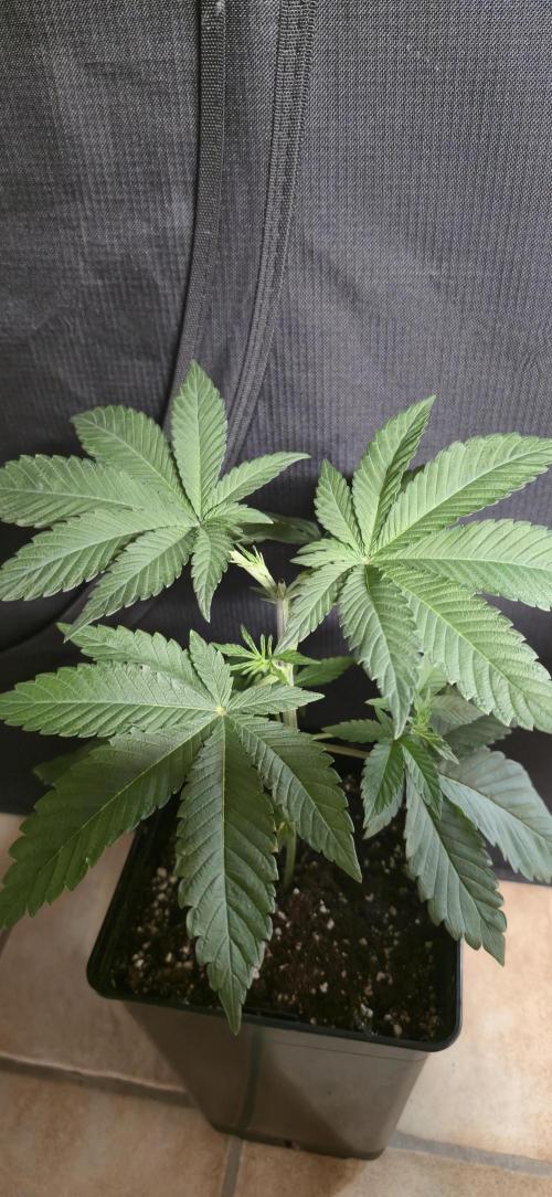 Glumanda Glue test grow. Week 4